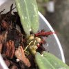 Hoya undulata red