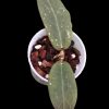 Hoya undulata red