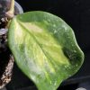 Hoya Obovata inner variegated splash - C