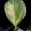 Hoya Obovata inner variegated splash - D