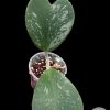Hoya Kerrii Splash