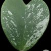 Hoya Kerrii Splash