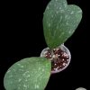 Hoya Kerrii Splash