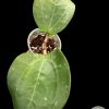 Hoya Loyceandrewsiana