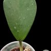 Hoya Kerrii