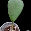 Hoya Kerrii