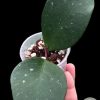 Hoya Obovata