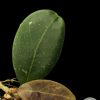 Hoya Rintzii Borneo
