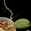 Hoya Rintzii Borneo