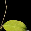 Hoya Rintzii Borneo