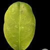 Hoya Rintzii Borneo