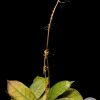 Hoya Gunung Gading - multiple planted