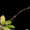 Hoya Gunung Gading - multiple planted