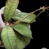 Hoya Gunung Gading - multiple planted