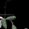 Hoya Rintzii Borneo