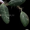 Hoya Rintzii Borneo