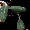 Hoya Rintzii Borneo