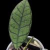 Hoya callistophylla short leaves