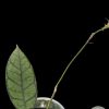 Hoya callistophylla short leaves