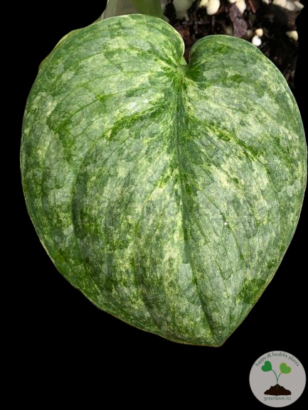 Rare Scindapsus Pangrango