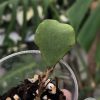 Hoya kanyakumariana