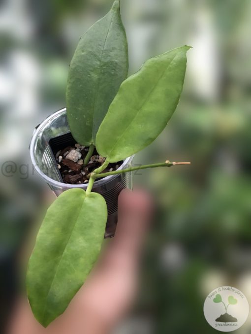 Hoya Archboldiana
