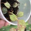Hoya curtisii silver