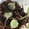 Hoya curtisii silver
