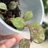 Hoya curtisii silver