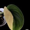 Scindapsus Jade Satin albo (halfmoon)