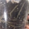 Scindapsus Jade Satin albo (halfmoon)
