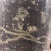 Scindapsus Jade Satin albo (halfmoon)