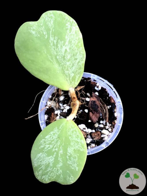Hoya Kerrii Silver