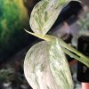 Scindapsus sp salaka Blue albo marble variegated