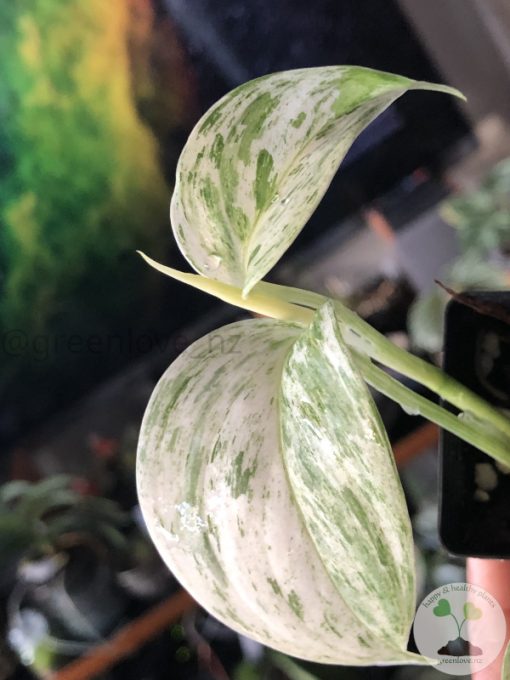 Scindapsus sp salaka Blue albo marble variegated