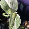 Scindapsus sp salaka Blue albo marble variegated