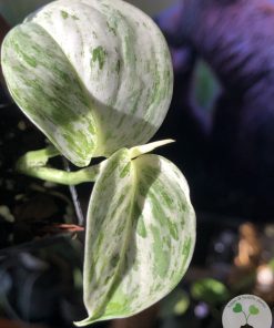 Scindapsus sp salaka Blue albo marble variegated