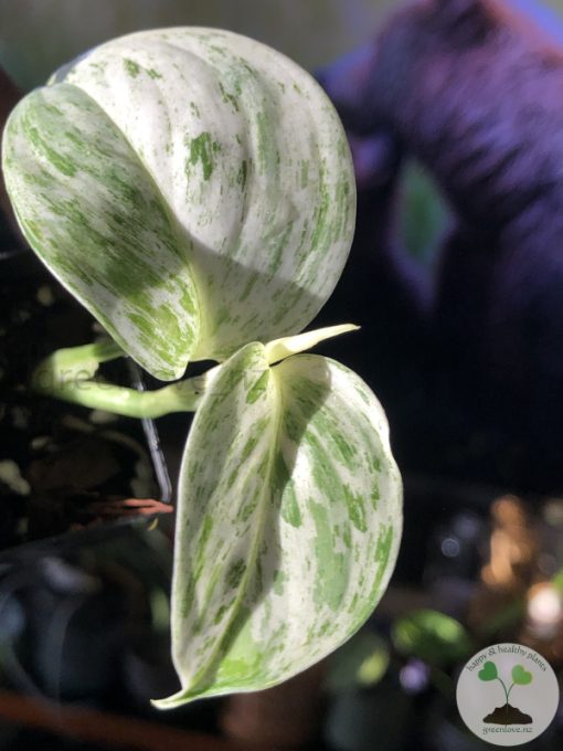 Scindapsus sp salaka Blue albo marble variegated