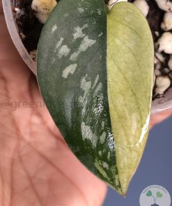Ultra Rare Scindapsus Majika