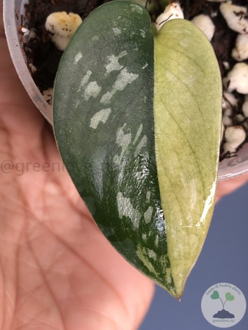 Ultra Rare Scindapsus Majika