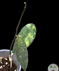 IMG_1060_1 Hoya clemensiorum Splash