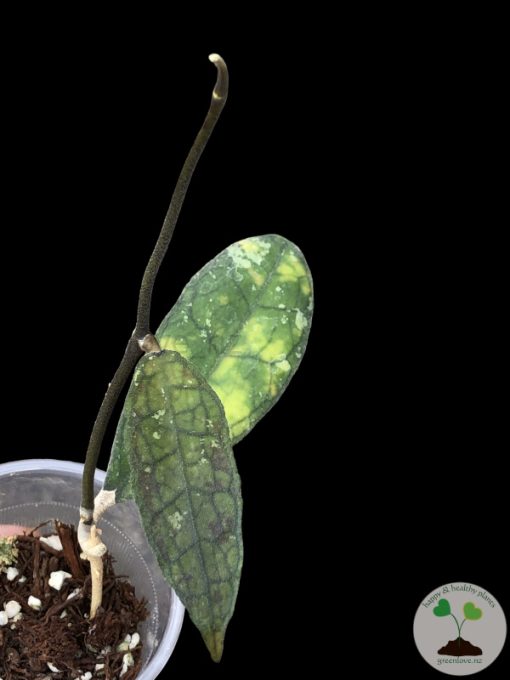 Hoya clemensiorum Splash