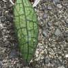 Hoya clemensiorum Splash