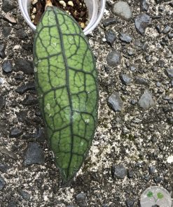 Hoya clemensiorum Splash