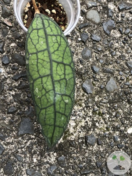 Hoya clemensiorum Splash