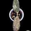 Hoya undulata red
