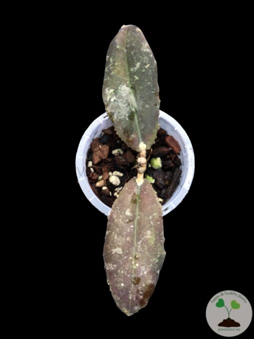 Hoya undulata red