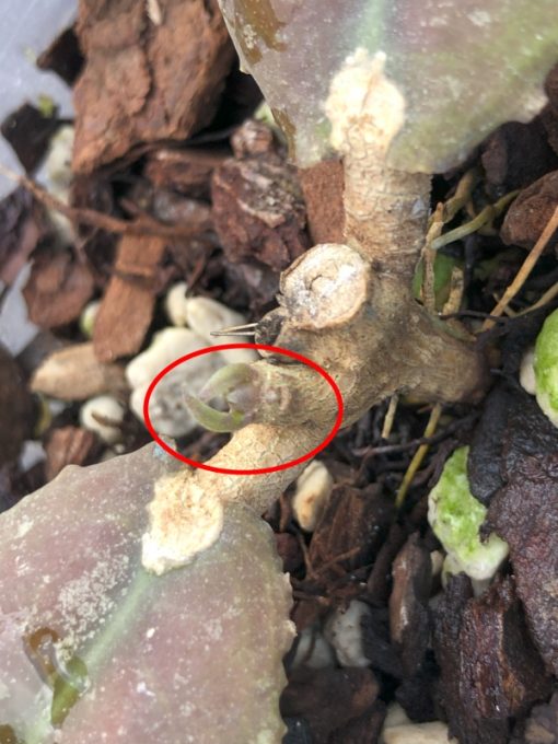 Hoya undulata red