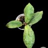 Hoya undulata red