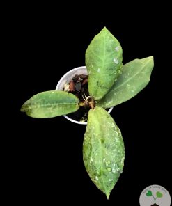 IMG_2047 Hoya undulata red